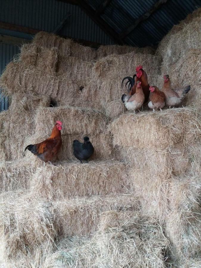 Conwy Pen Cefn Farm Holiday Abergele Exterior photo